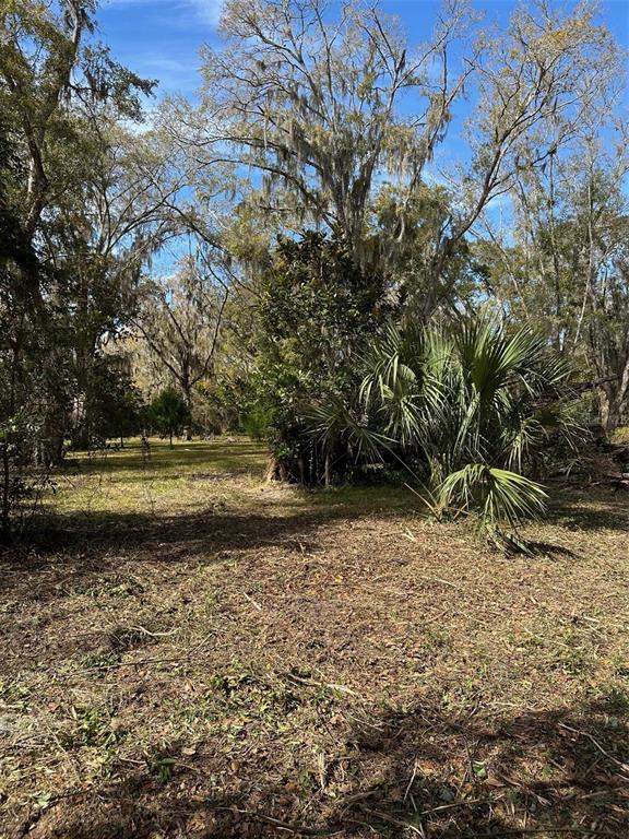 A wooded lot features tall trees with Spanish moss and a prominent palmetto bush — 0 YONTZ ROAD, BROOKSVILLE, FL