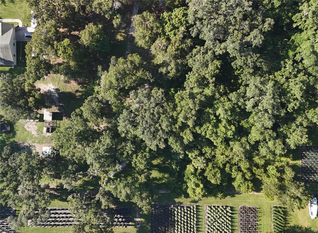 An aerial view shows a wooded lot with a house, outbuildings, and rows of plants — 3015 OWLS NEST LANE, PLANT CITY, FL