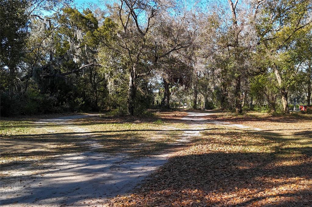 A dirt path winds through a wooded area covered in fallen leaves and Spanish moss — 3015 OWLS NEST LANE, PLANT CITY, FL