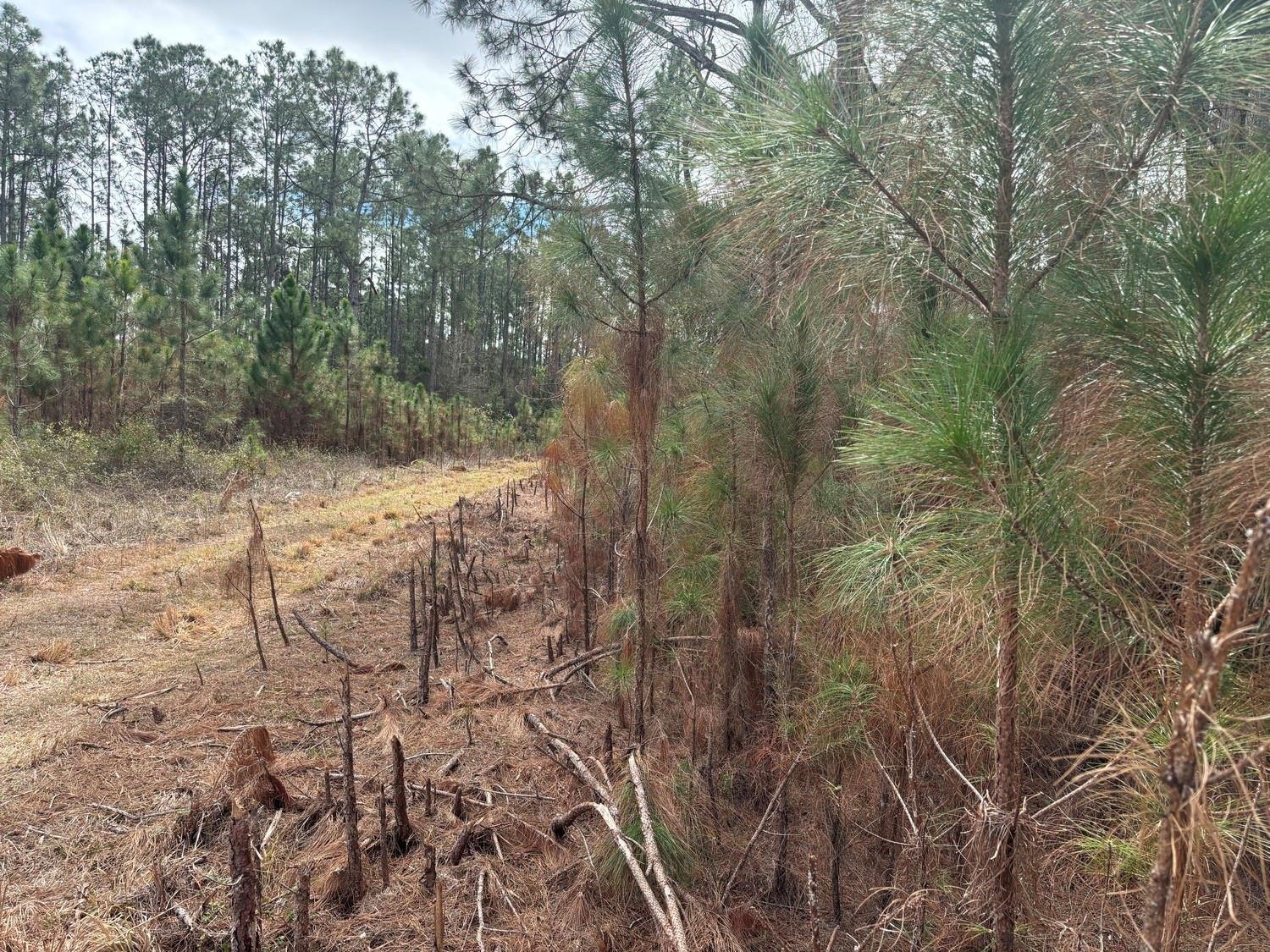 A dirt path runs alongside a dense pine forest with cleared brush and small saplings — 0 Old Grade Road, FL 33868, FL