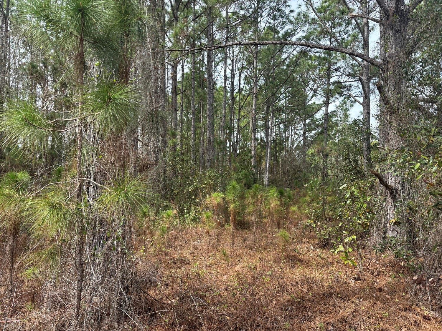 A wooded area featuring tall pine trees and low-lying brush under a bright sky — 0 Old Grade Road, FL 33868, FL