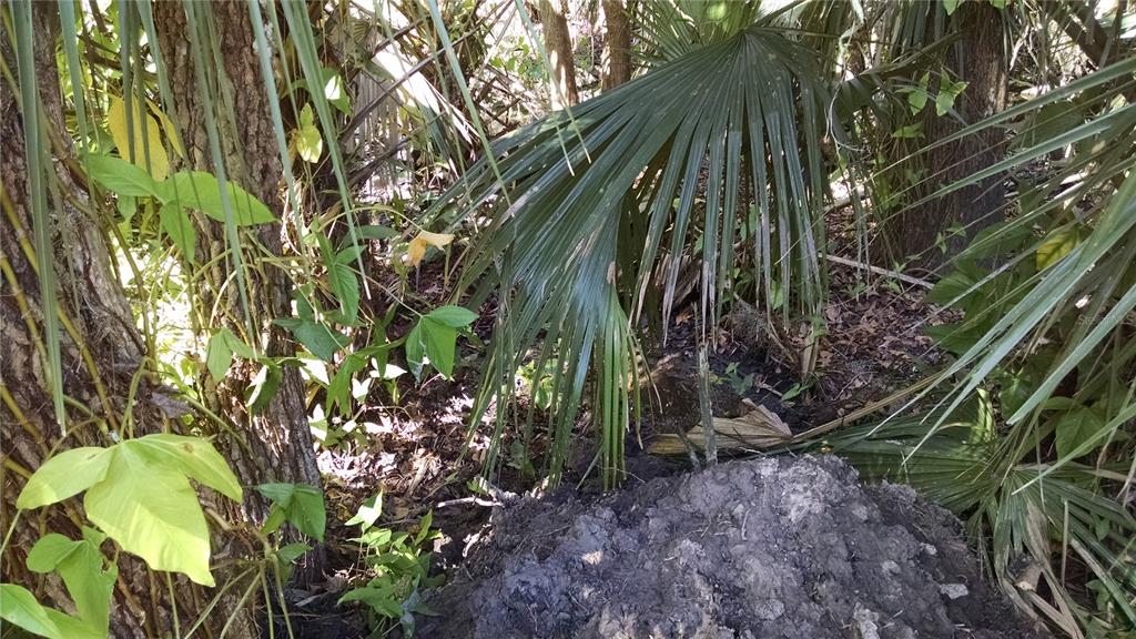 A pile of dirt sits in a wooded area with palm fronds and tree trunks — 224 MANSION BOULEVARD, DEBARY, FL