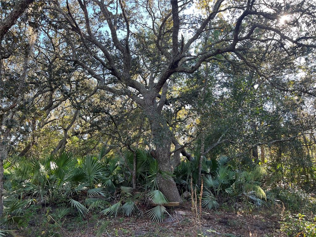 SUNRISE BOULEVARD, MOUNT DORA, FL — photo 3 of 3