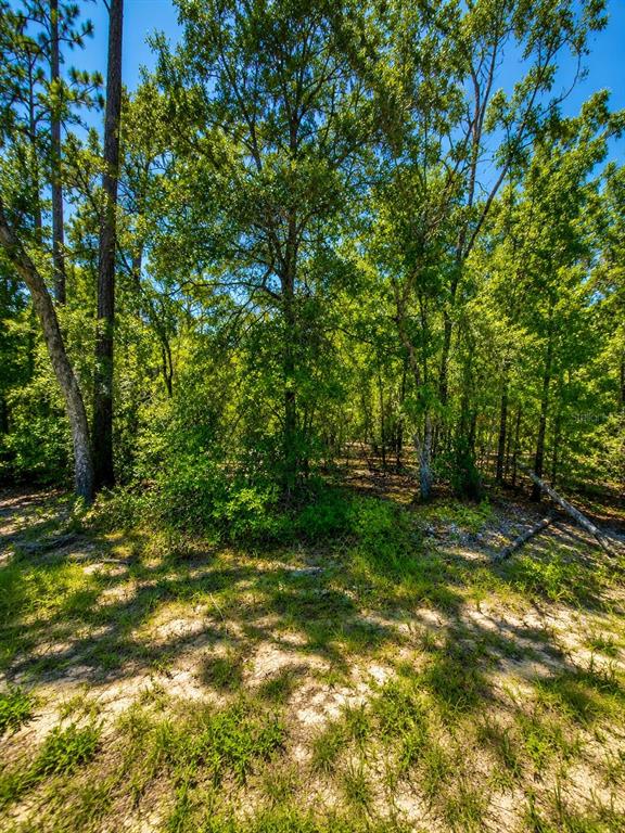 A view of a wooded lot with sandy ground and dense green trees under a sky — 507 & 509 BADEN POWELL ROAD, HAWTHORNE, FL