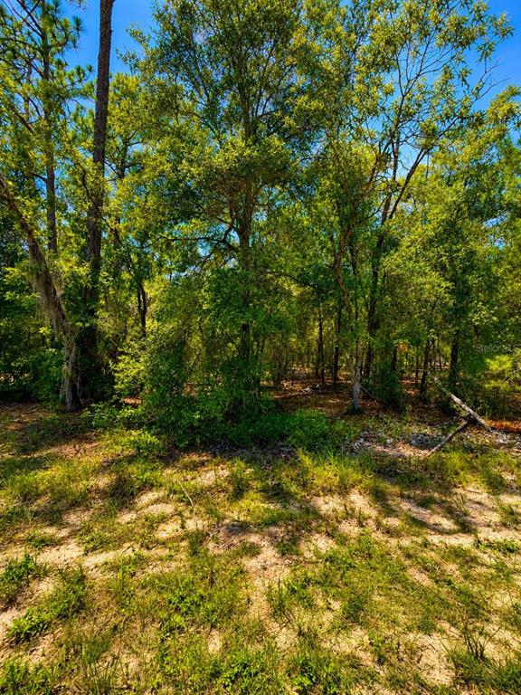 A wooded lot features a mix of tall pine and deciduous trees under a blue sky — 507 & 509 BADEN POWELL ROAD, HAWTHORNE, FL