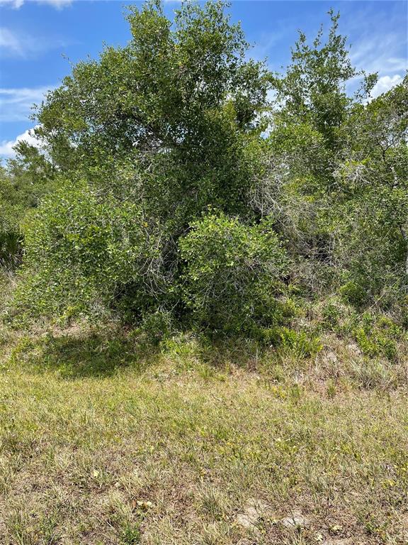 A view of a grassy lot with dense green trees and shrubs under a blue sky — 33514, 33522,33528 WASHINGTON LOOP ROAD, PUNTA GORDA, FL