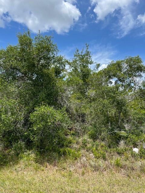 A dense thicket of green trees and shrubs grows on a grassy, undeveloped lot — 33514, 33522,33528 WASHINGTON LOOP ROAD, PUNTA GORDA, FL