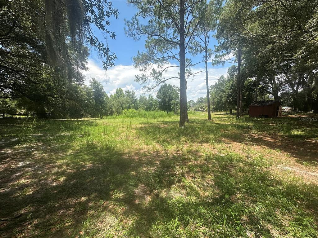 A grassy, partially shaded lot features several tall pine trees and a small storage shed — LAZY ACRES LANE, LONGWOOD, FL