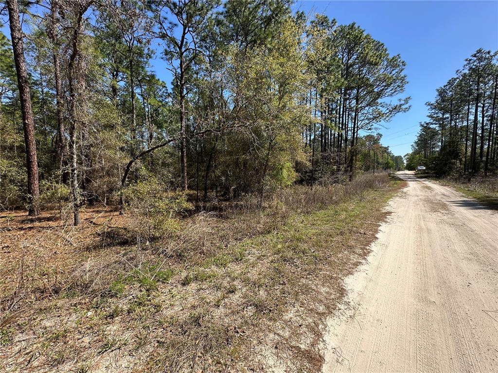 A dirt road runs alongside a wooded lot with pine trees under a clear sky — TBD SW 29TH STREET, OCALA, FL