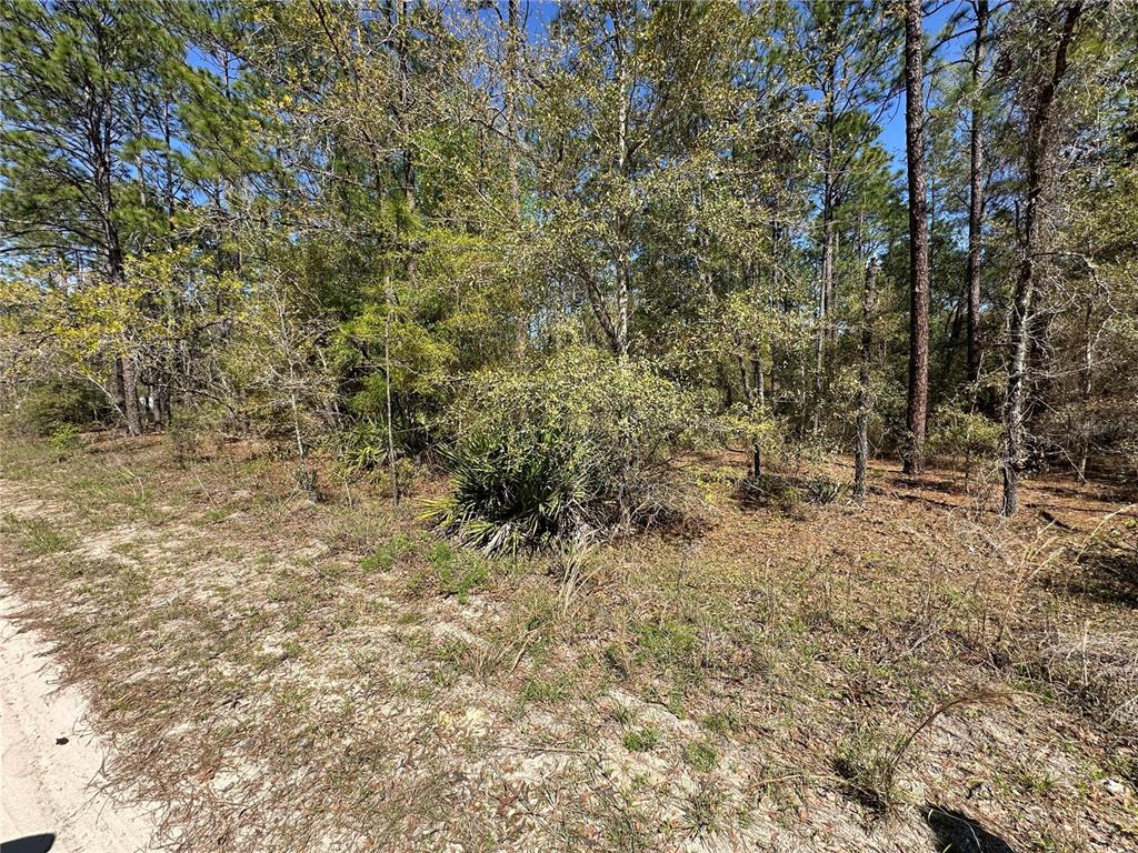 A sandy, unpaved road borders a wooded lot with pine trees and low-lying brush — TBD SW 29TH STREET, OCALA, FL