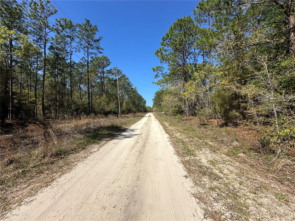 A dirt road stretches through a wooded area under a clear blue sky — TBD SW 29TH STREET, OCALA, FL