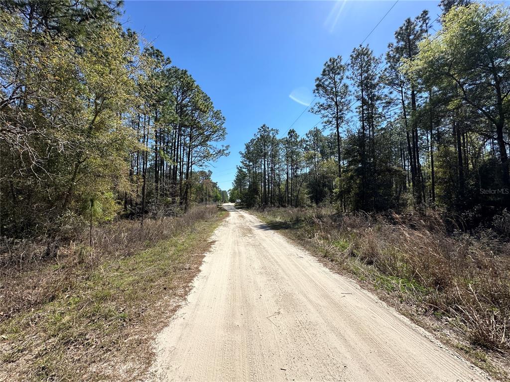 A dirt road stretches through a wooded area under a clear blue sky — TBD SW 29TH STREET, OCALA, FL