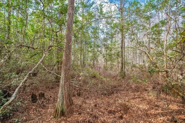 A wooded area with tall trees and a ground covered in fallen brown leaves — 11535 MATTIODA ROAD, GROVELAND, FL