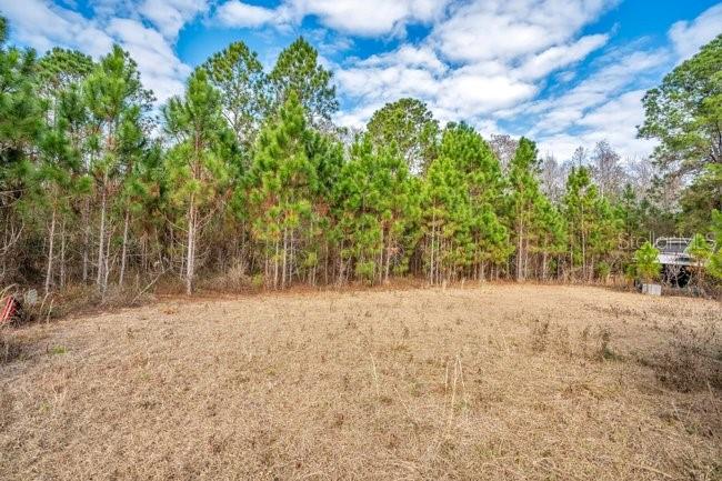 A grassy, undeveloped lot is bordered by a dense line of tall pine trees — 11535 MATTIODA ROAD, GROVELAND, FL