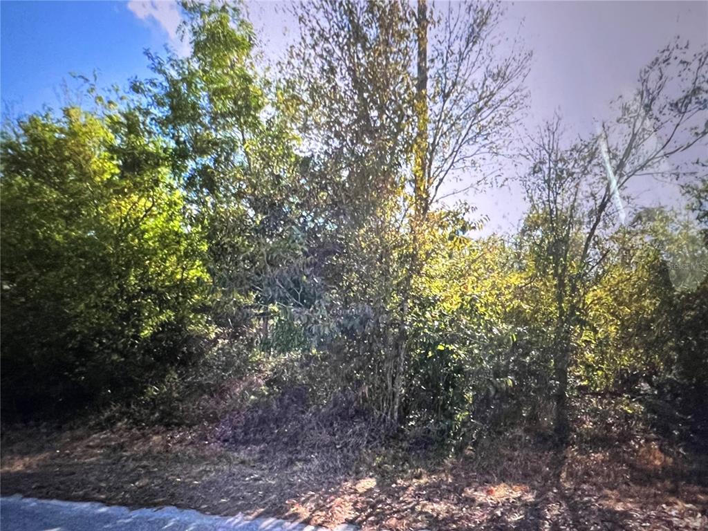 A view of a wooded, undeveloped lot with dense trees and brush along a road — 11409 8TH AVENUE, PUNTA GORDA, FL
