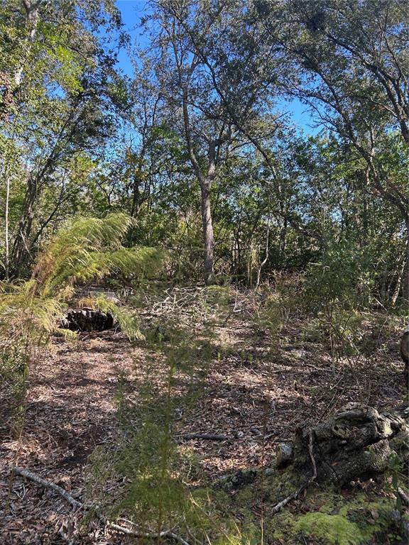 A wooded lot with scattered fallen branches and dense trees under a clear blue sky — 7740 E SMOKE TRAIL, INVERNESS, FL