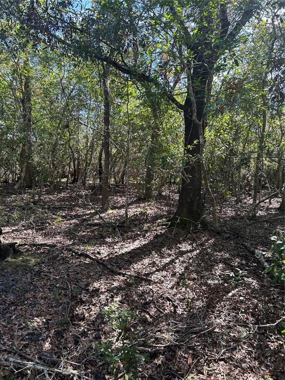 A wooded area with many trees and a ground covered in fallen leaves — 7740 E SMOKE TRAIL, INVERNESS, FL