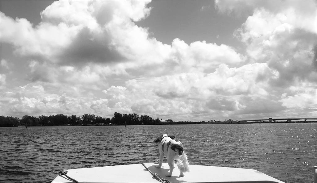A dog stands on the bow of a boat facing a body of water — 4198 GARDNER DRIVE, PORT CHARLOTTE, FL