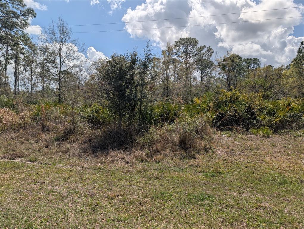 A grassy, undeveloped lot features dense brush and scattered trees under a cloudy sky — 817 POINCIANA DRIVE, INDIAN LAKE ESTATES, FL