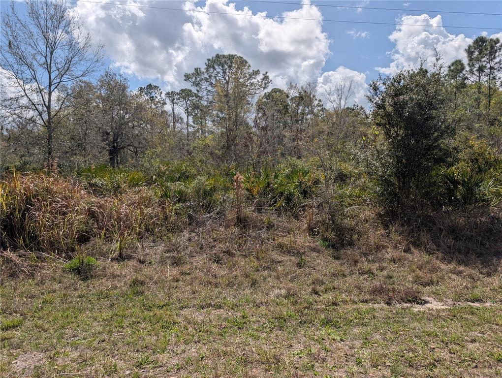 A view of a vacant, wooded lot with dense vegetation and scattered trees under clouds — 817 POINCIANA DRIVE, INDIAN LAKE ESTATES, FL