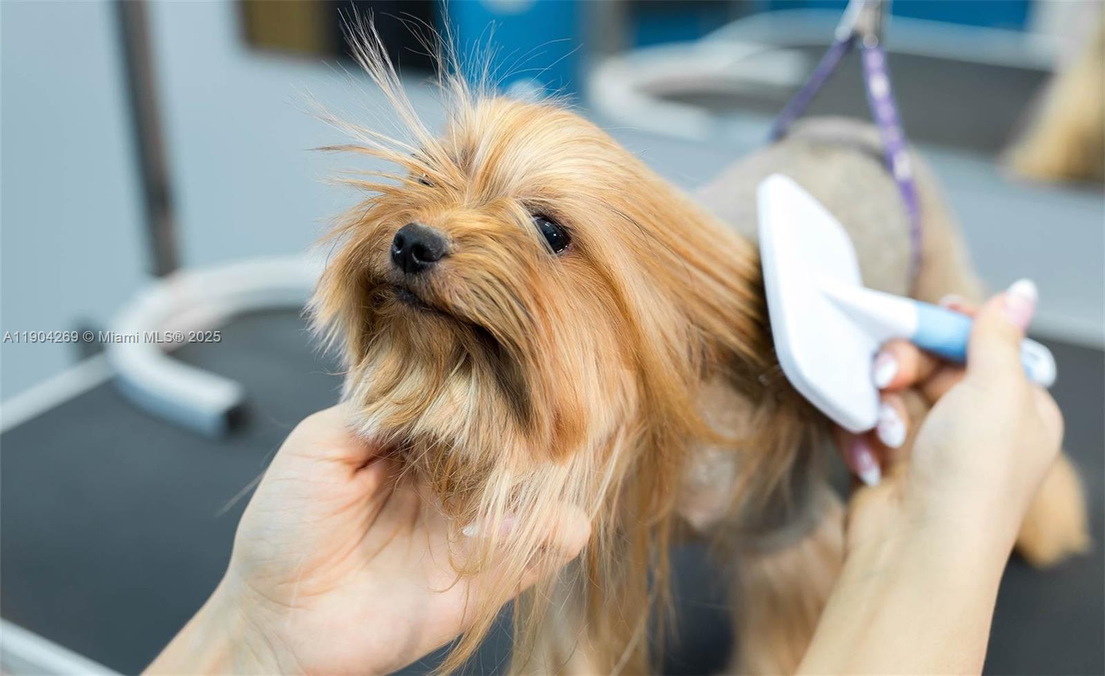 Pet Grooming, Pompano Beach FL 33060