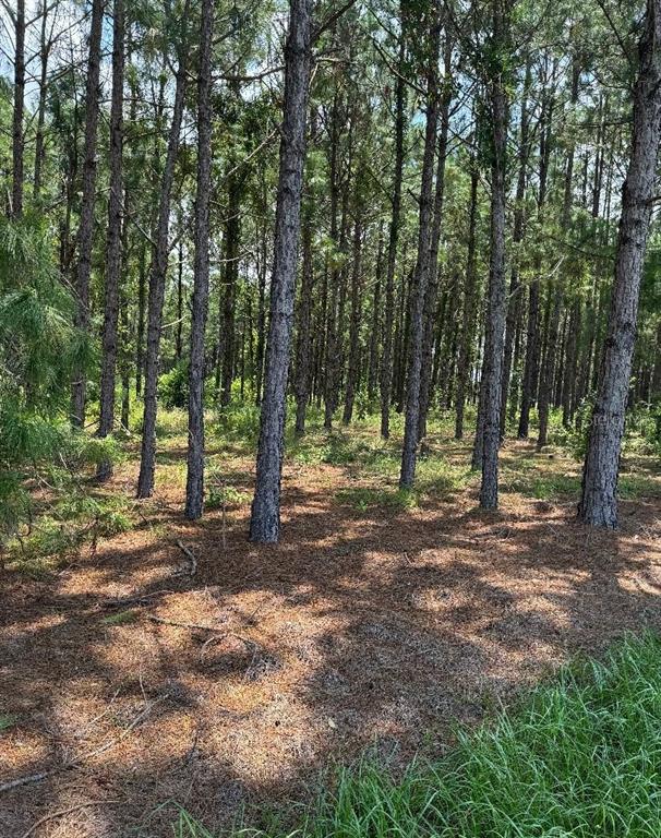 CR 227 ROAD, OXFORD, FL — photo 2 of 3