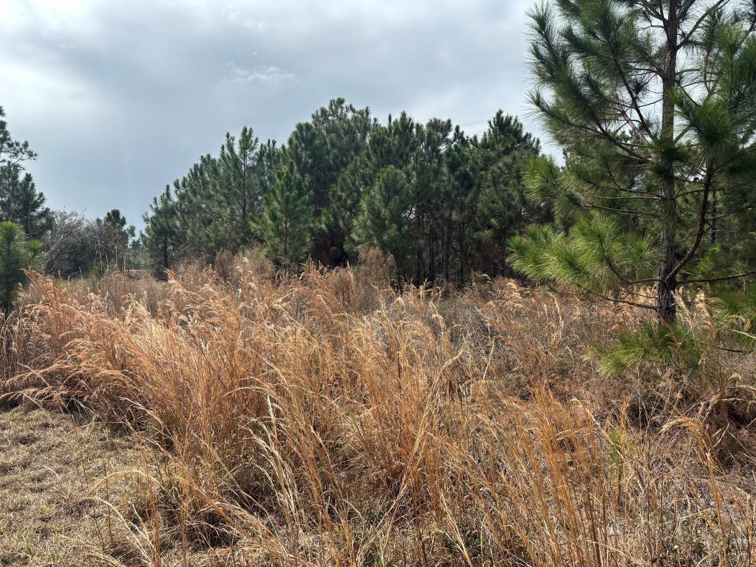 A field of tall, dry grass sits in front of a dense pine forest — 0 Old Grade Road, FL 33868, FL