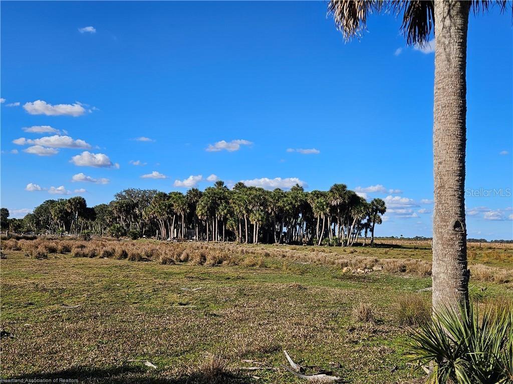 A grassy field leads to a dense cluster of palm trees under a blue sky — 320 GRIGSBY ROAD, VENUS, FL