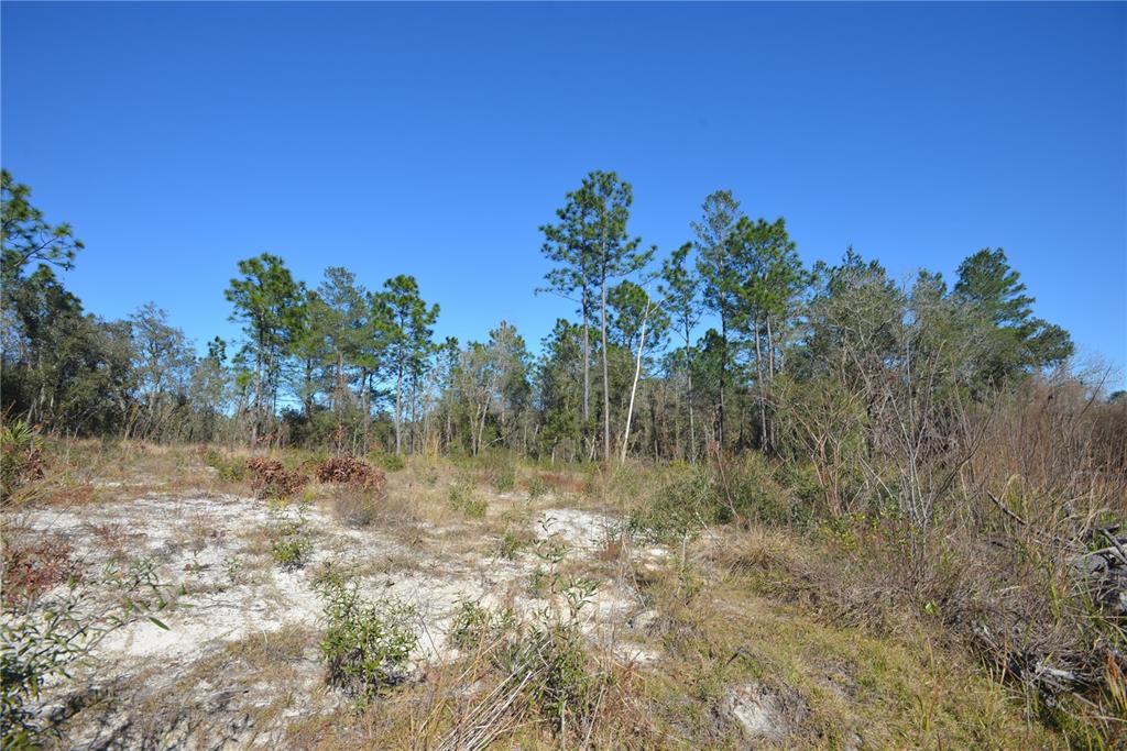 SW 144 PLACE, OCALA, FL — photo 4 of 7