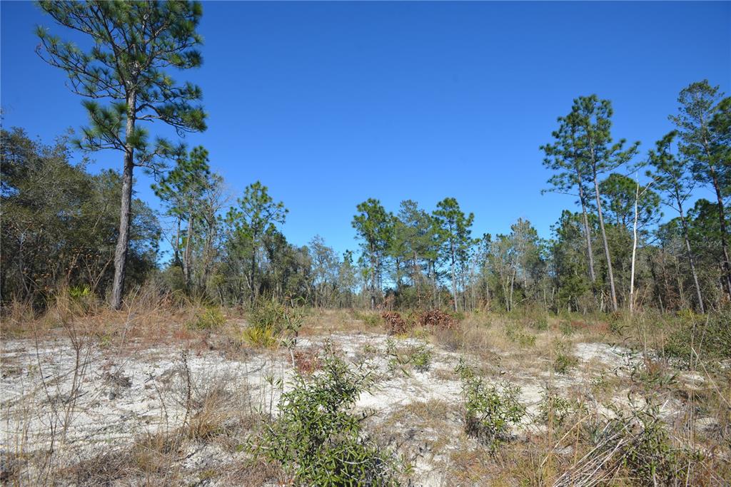 SW 144 PLACE, OCALA, FL — photo 5 of 7