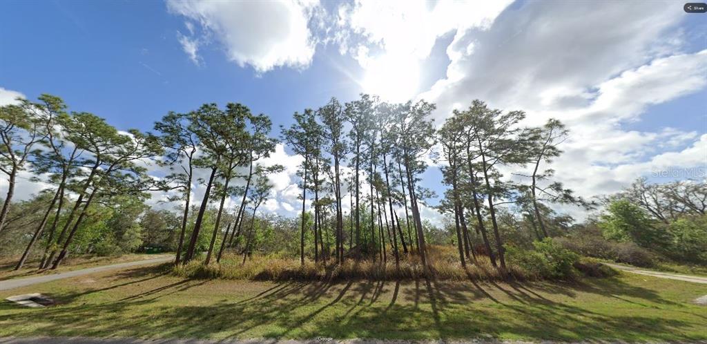 A grassy, sunlit lot features a cluster of tall pine trees under a cloudy sky — COMMONWEALTH AVENUE N, POLK CITY, FL