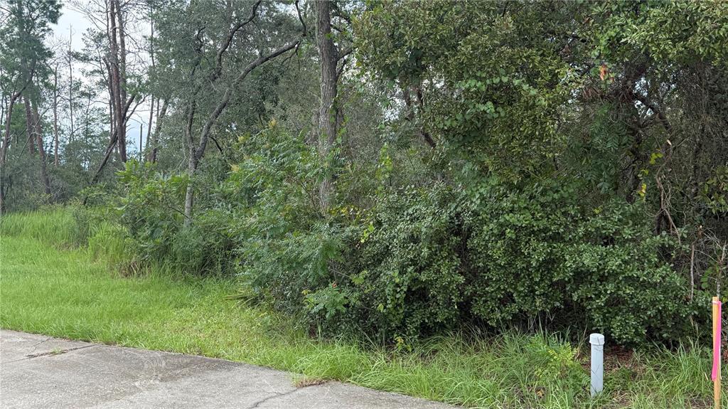 A paved road borders a wooded lot with dense green trees and shrubs — TBD SW 39TH COURT, OCALA, FL