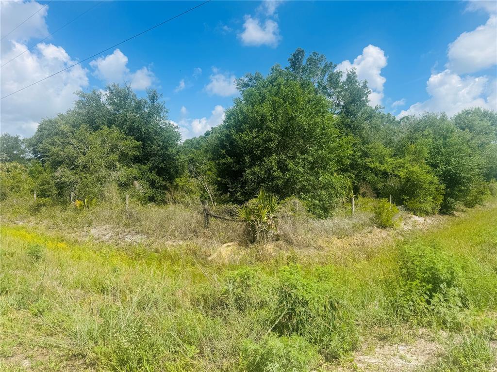 A grassy lot with dense trees and a wire fence under a blue sky — 20811 NW 266TH STREET, OKEECHOBEE, FL
