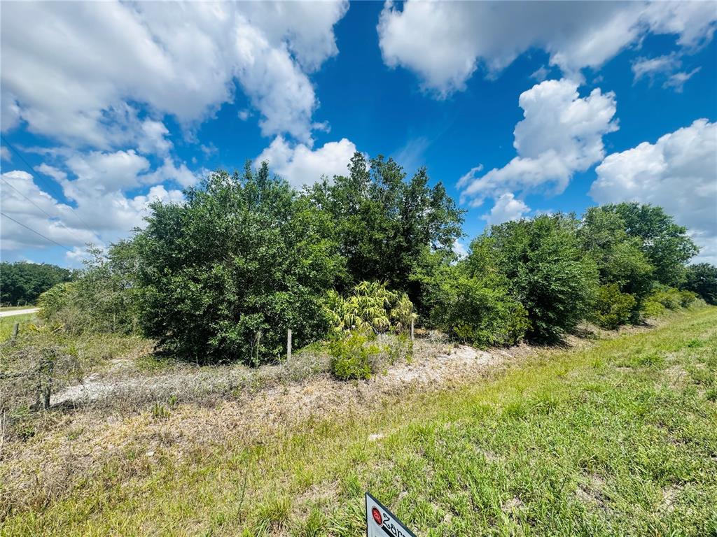 A grassy lot features a dense cluster of trees and shrubs under a blue sky — 20811 NW 266TH STREET, OKEECHOBEE, FL