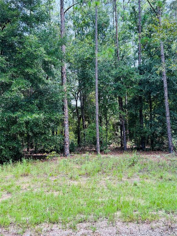 A grassy, cleared lot sits in front of a dense forest of tall pine trees — 8681 N WALLINGFORD AVENUE, CITRUS SPRINGS, FL