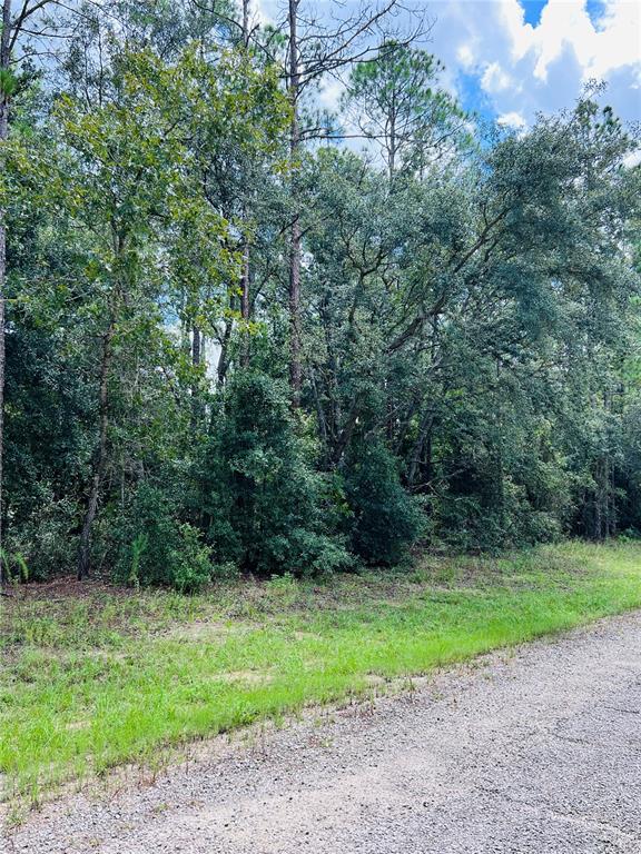 A gravel road runs alongside a wooded lot with dense trees and green vegetation — 8681 N WALLINGFORD AVENUE, CITRUS SPRINGS, FL