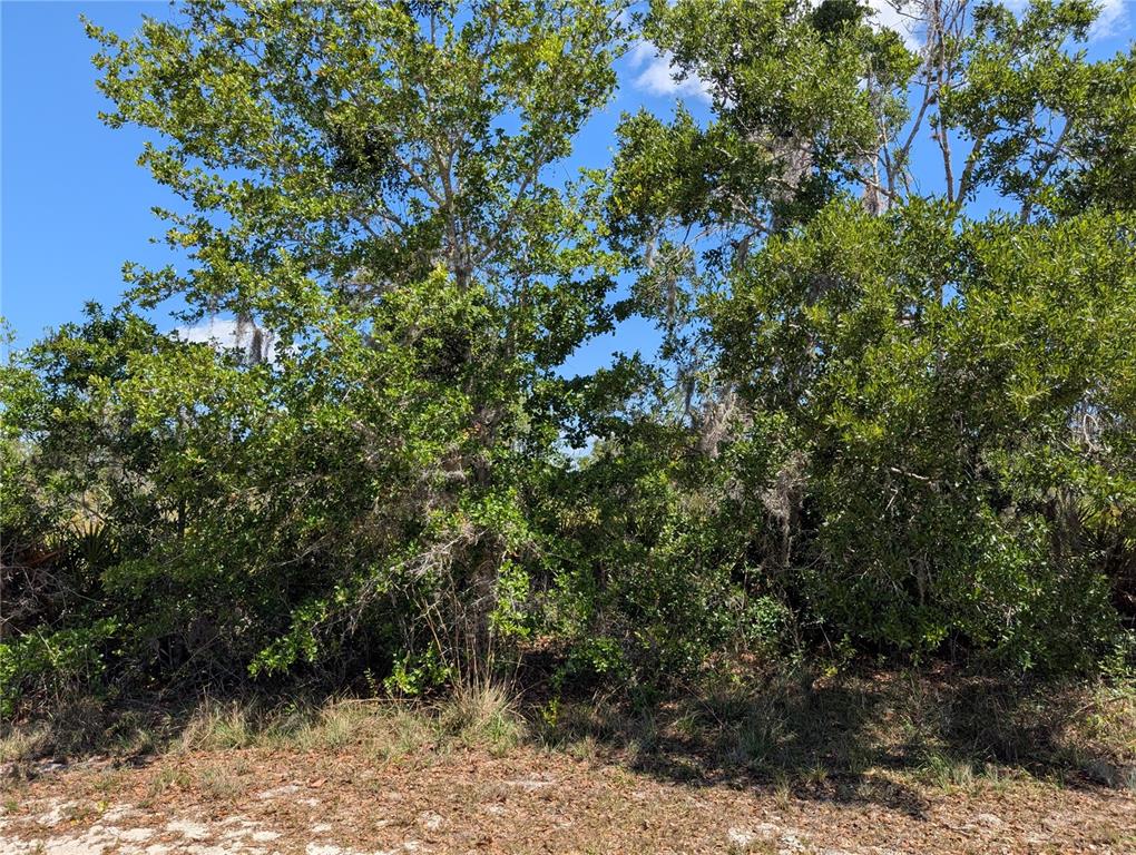 A dense cluster of green trees and shrubs stands against a clear blue sky — 816 BOUGAINVILLE DRIVE, INDIAN LAKE ESTATES, FL