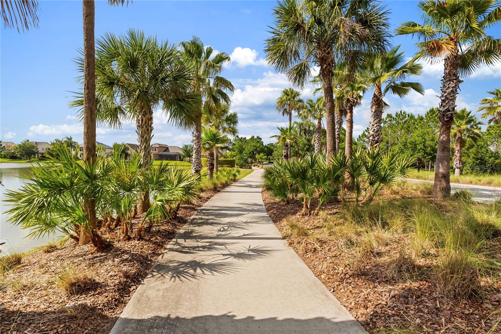 A concrete walking path winds through a landscaped area with palm trees and a pond — 31976 WATOGA LOOP, WESLEY CHAPEL, FL