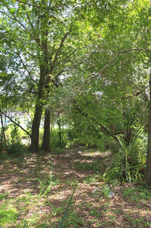 A wooded lot with mature trees and ground cover leads toward a distant water view — 2919 E 25TH AVENUE, TAMPA, FL