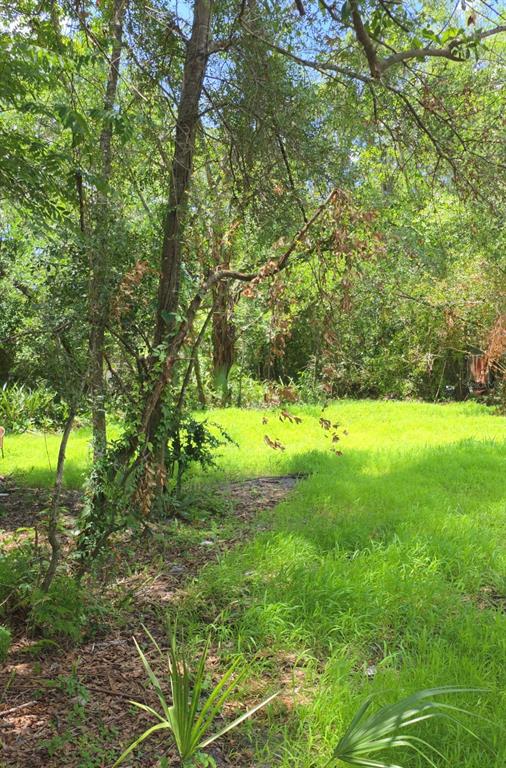 A grassy, sunlit yard is bordered by dense trees and foliage in a wooded area — 2919 E 25TH AVENUE, TAMPA, FL