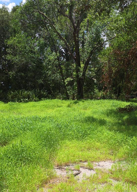 A grassy, sunlit lot features a large, mature tree surrounded by dense forest vegetation — 2919 E 25TH AVENUE, TAMPA, FL