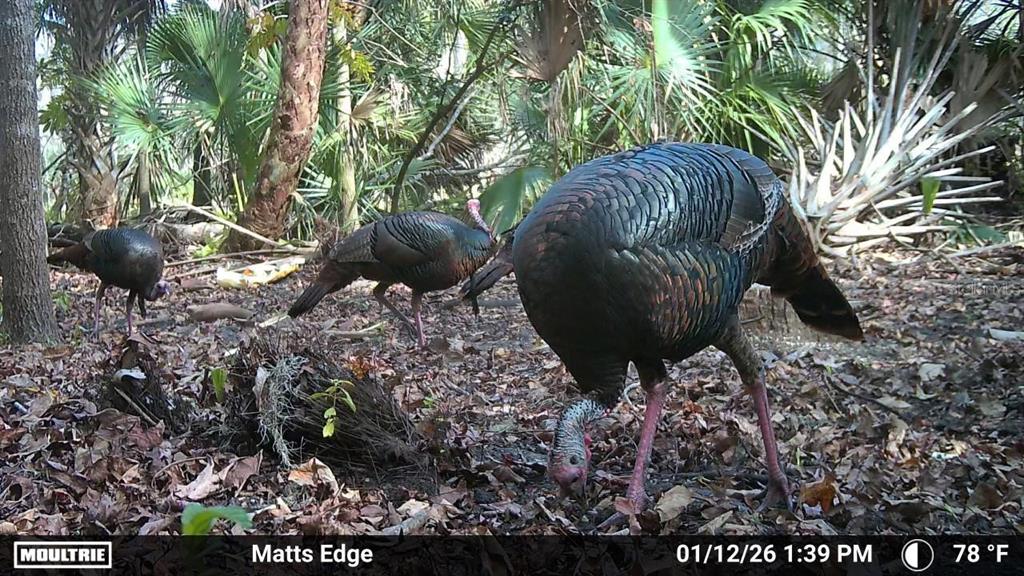 Three wild turkeys forage on the forest floor in a wooded outdoor area — VOLCO ROAD, EDGEWATER, FL