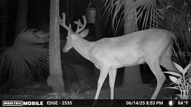 A deer with antlers stands in a wooded area at night in this trail camera photo — VOLCO ROAD, EDGEWATER, FL