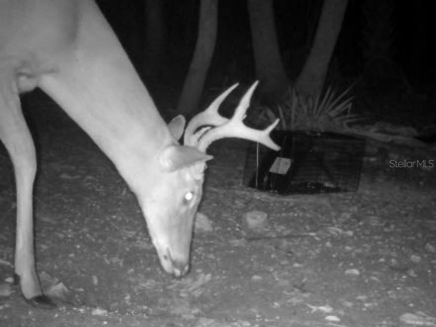 A black and white trail camera photo shows a deer with antlers in a wooded area — VOLCO ROAD, EDGEWATER, FL