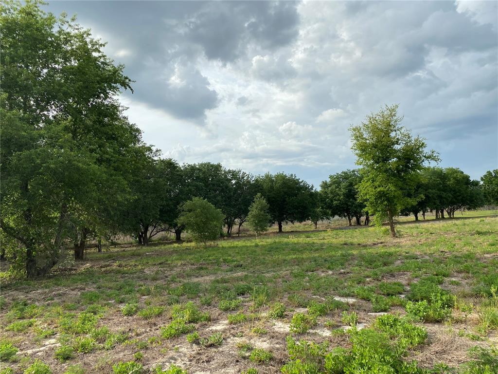 A grassy, partially cleared lot features scattered trees under a cloudy sky — SOUTH O 'BRIEN ROAD, GROVELAND, FL