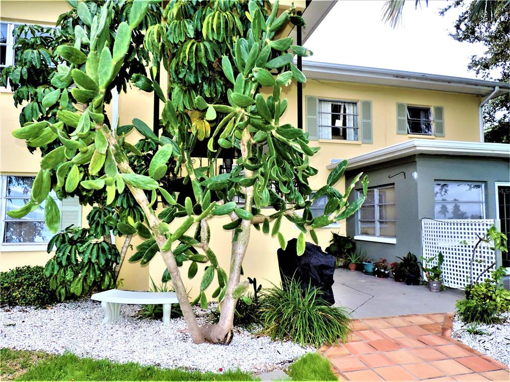 A large prickly pear cactus stands in front of a two-story building with a patio — 12175 3RD STREET E UNIT 2, TREASURE ISLAND, FL