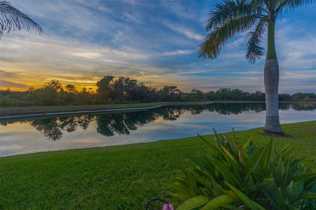 A palm tree stands on a grassy lawn overlooking a calm pond at sunset — 5652 FISHER GLEN LOOP, WESLEY CHAPEL, FL