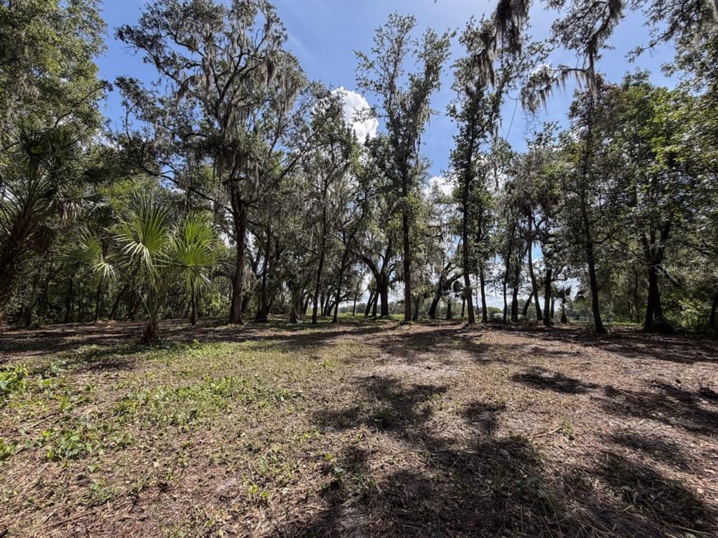 A large, flat, grassy field is bordered by a dense line of trees under a sky — HORTON ROAD, PLANT CITY, FL