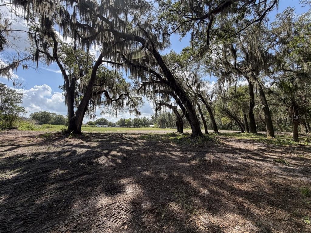 A palm tree stands in a grassy, wooded lot shaded by large, moss-draped oak trees — HORTON ROAD, PLANT CITY, FL