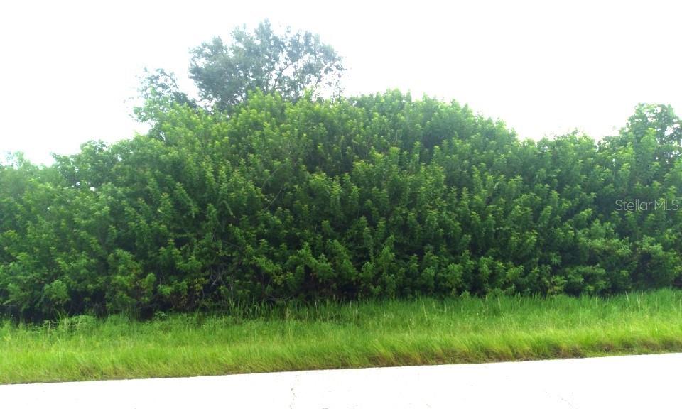 A dense wall of green trees and shrubs grows alongside a paved road — 7310 DAVID BOULEVARD, PORT CHARLOTTE, FL